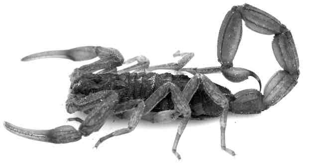 scorpion